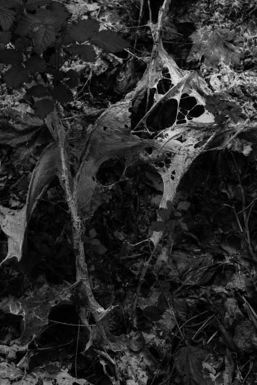 polgegh_20250425_dsf8110.jpg