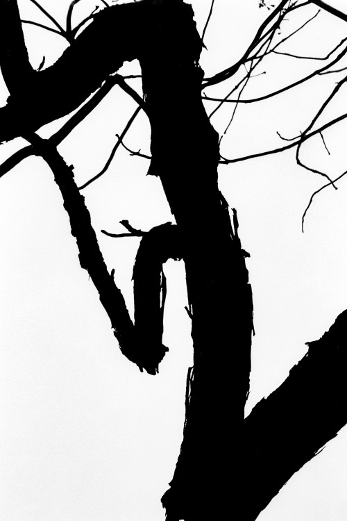 polgegh_20061224_1255_19a.jpg